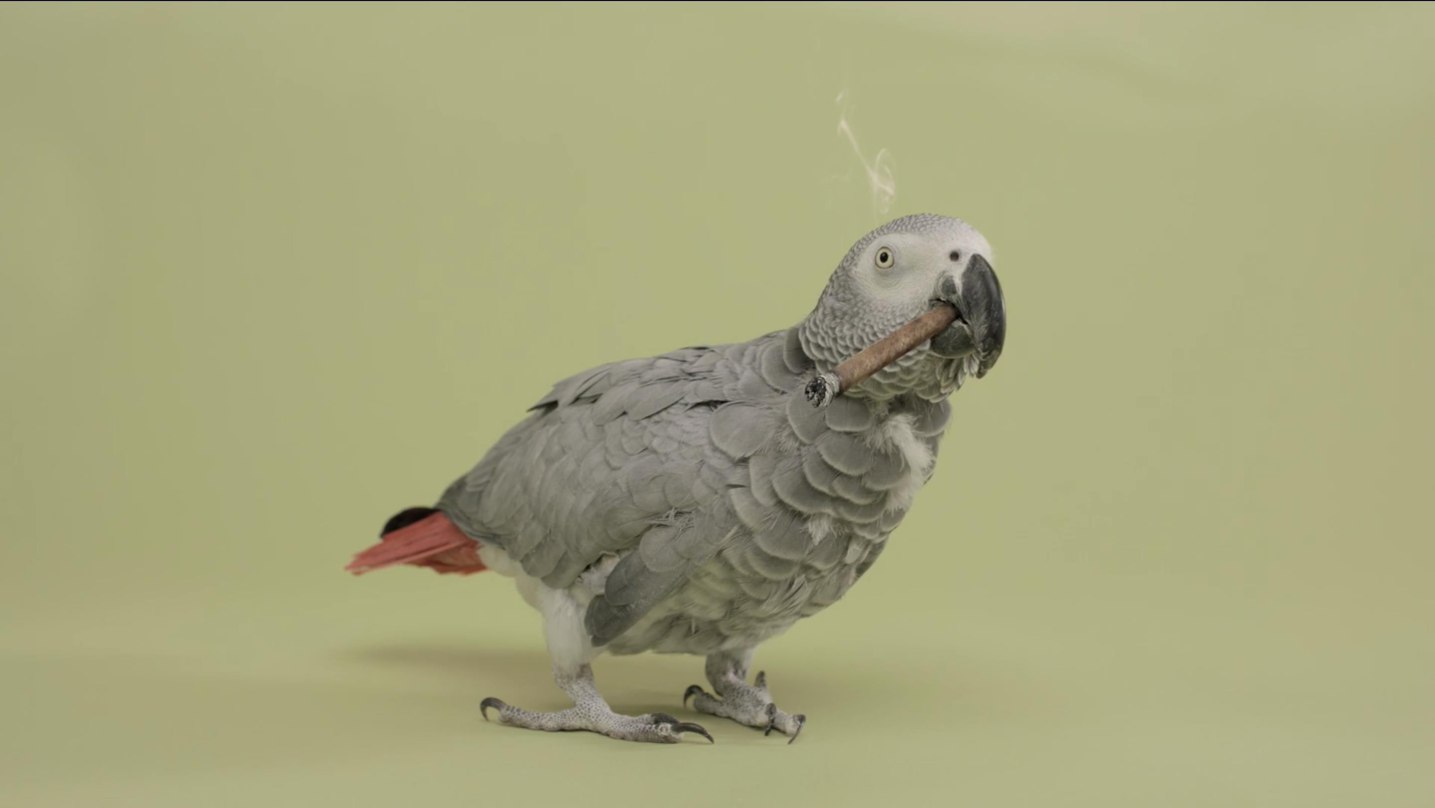Way to Quit  | Puffing Pets | Bird