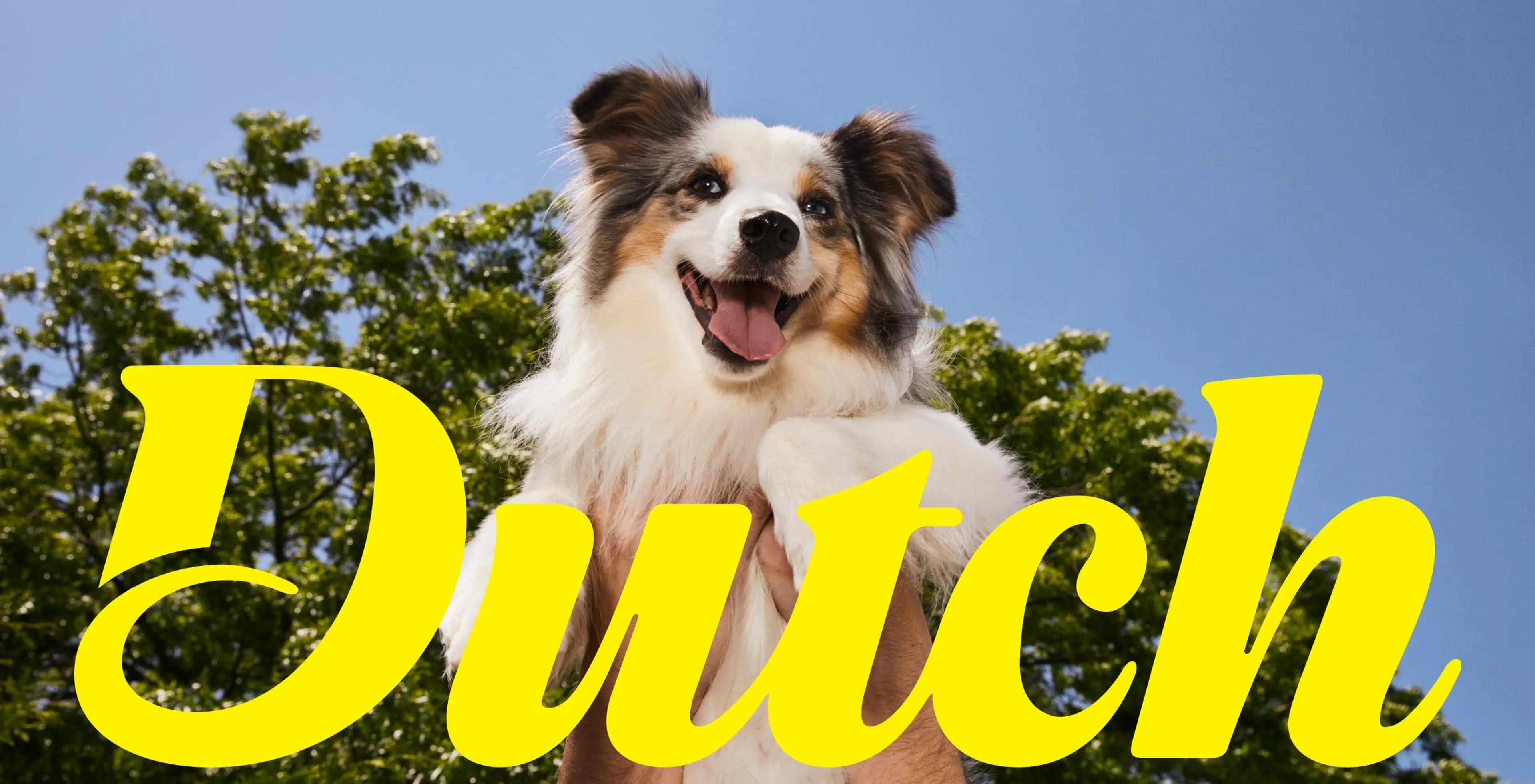 Dutch