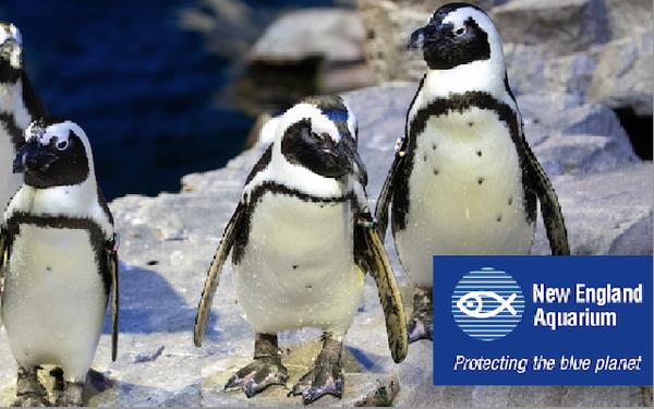 New England Aquarium - This is Your Place