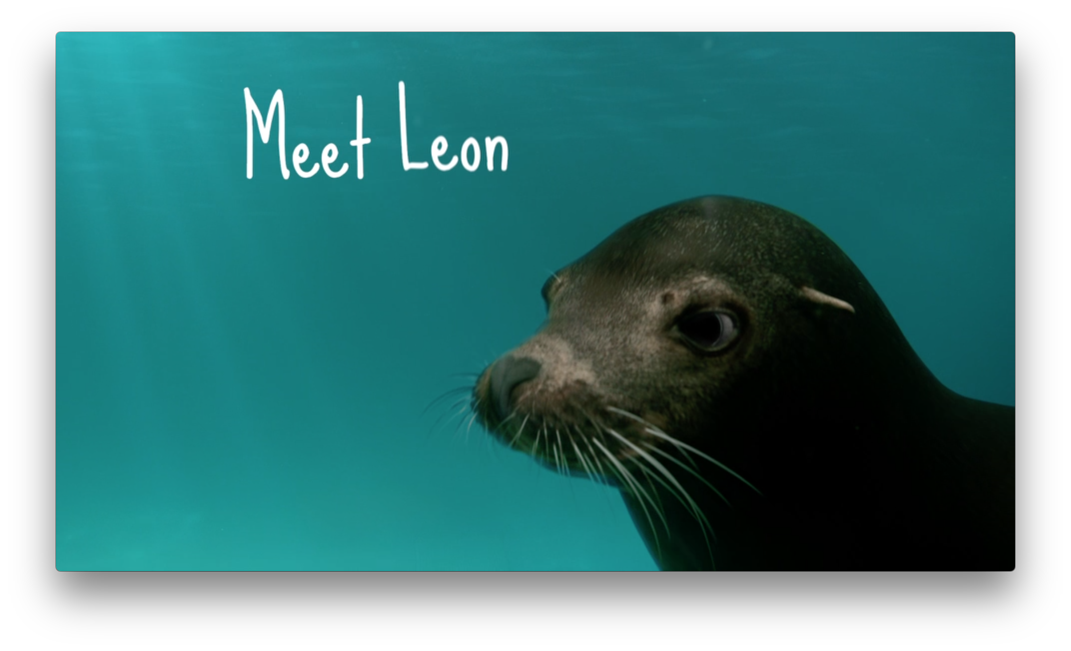 SeaWorld - Leon